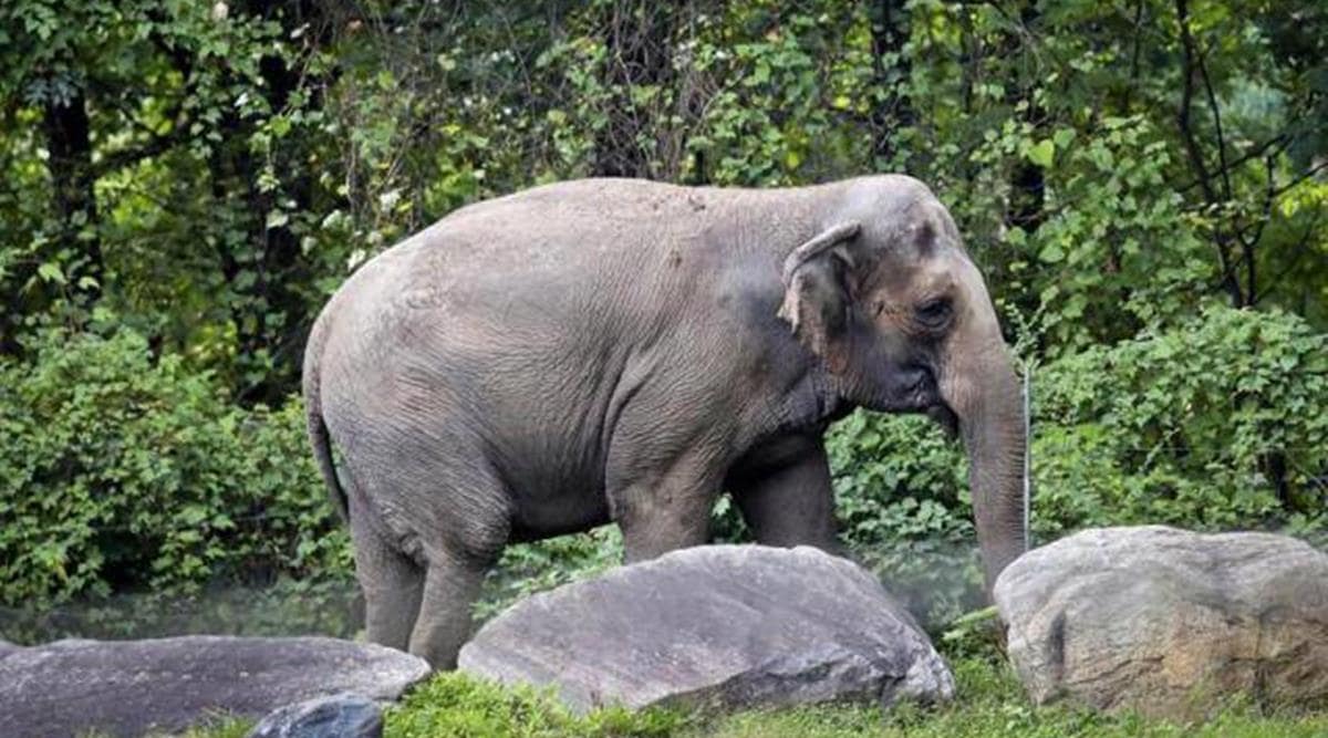 Kerala: Elderly tribal couple trampled to death by wild elephant