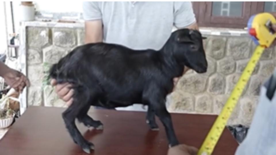 Kerala farmer’s goat makes record for being the world’s shortest