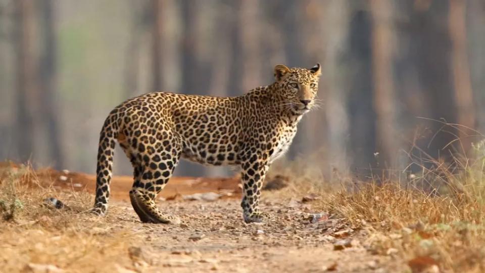 Drones deployed to trace movements of leopard in AP