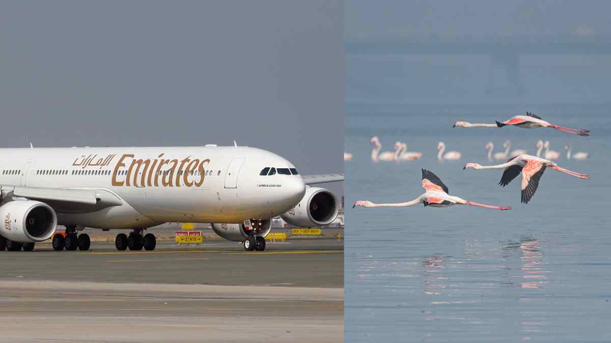 36flamingoshitemiratesflightatmumbai’sghatkoparaircraftgrounded