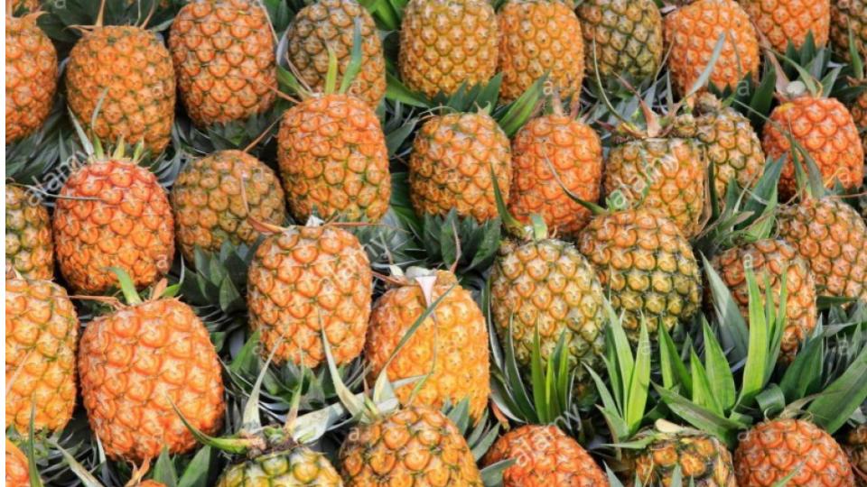 Tripura CM gifts 500 kg of queen pineapples to Bangladesh PM
