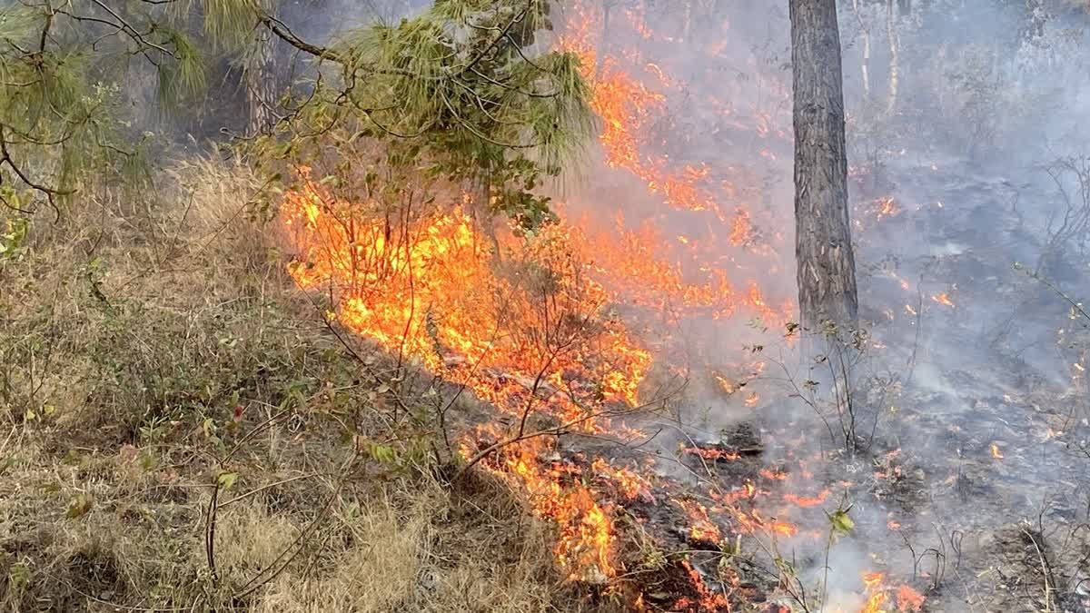Massive Fire At Binsar Wildlife Sanctuary, Uttarakhand