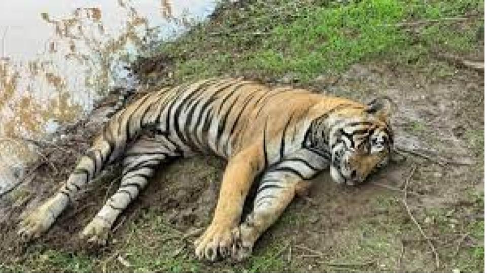 Villagers stone tiger to death day after he ‘kills’ shepherd in Rajasthan