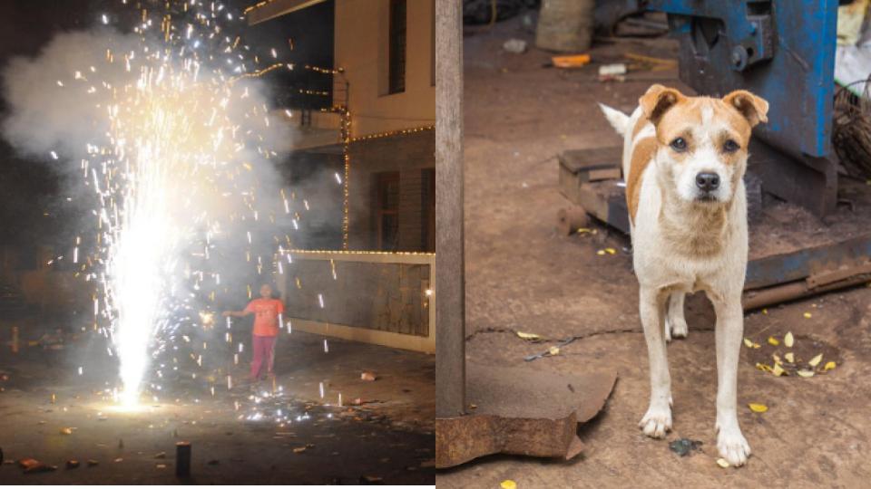 Animal protection organisations urge citizens to celebrate “Animal-friendly Diwali”