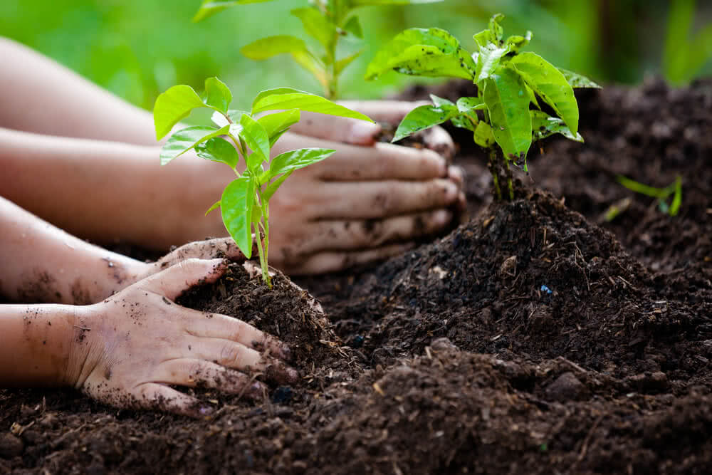 Bihar plants over 2.80 crore saplings under ‘Ek Ped Maa Ke Naam’ campaign