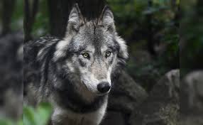 Forest Dept Captures Wolf in Uttar Pradesh’s Behraich District After Attacks on Villagers