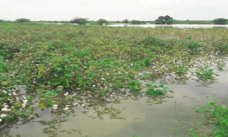 Cyclone Dana damaged standing crops in 1.75 lakh acres in Odisha