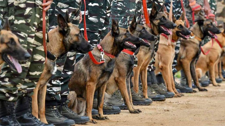 Adopt sniffer, assault dogs which retired from CRPF