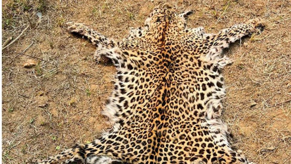 One arrested for illegal possession of leopard skin in Odisha