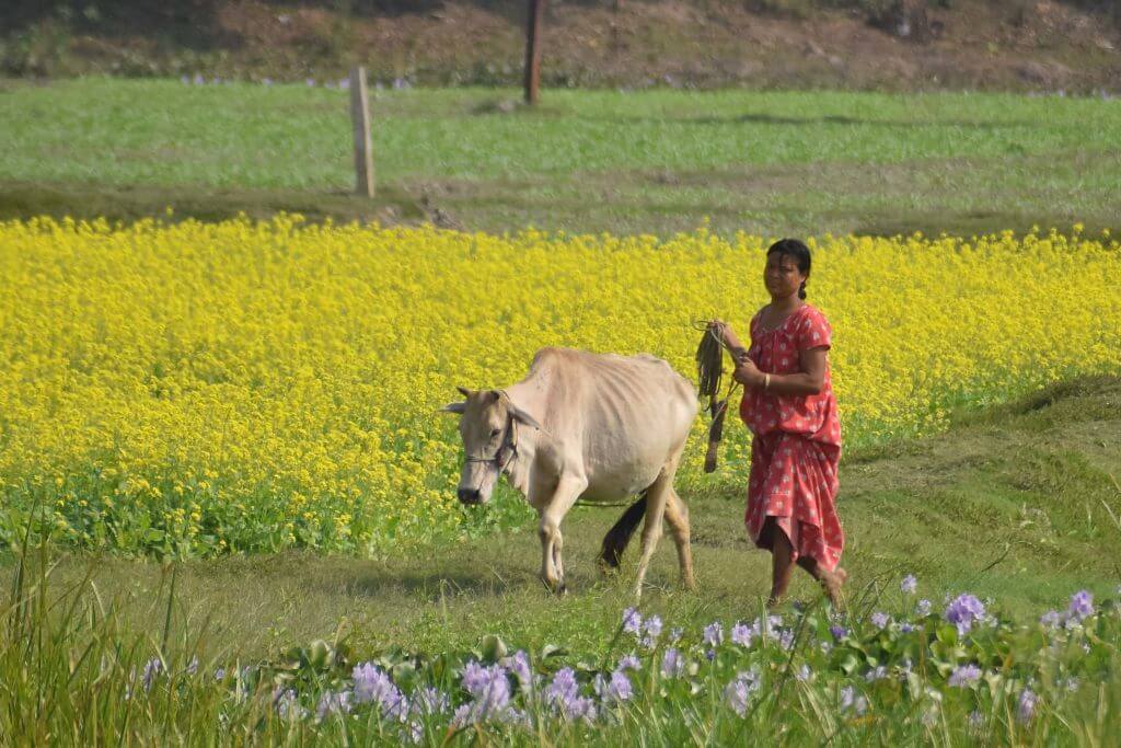 Cabinet approves National Mission on Natural Farming