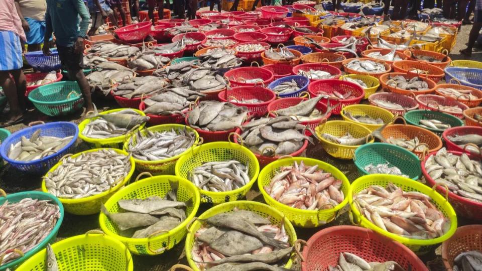 India seafood exports cross Rs 60,000 cr in FY25 to date, set for new record