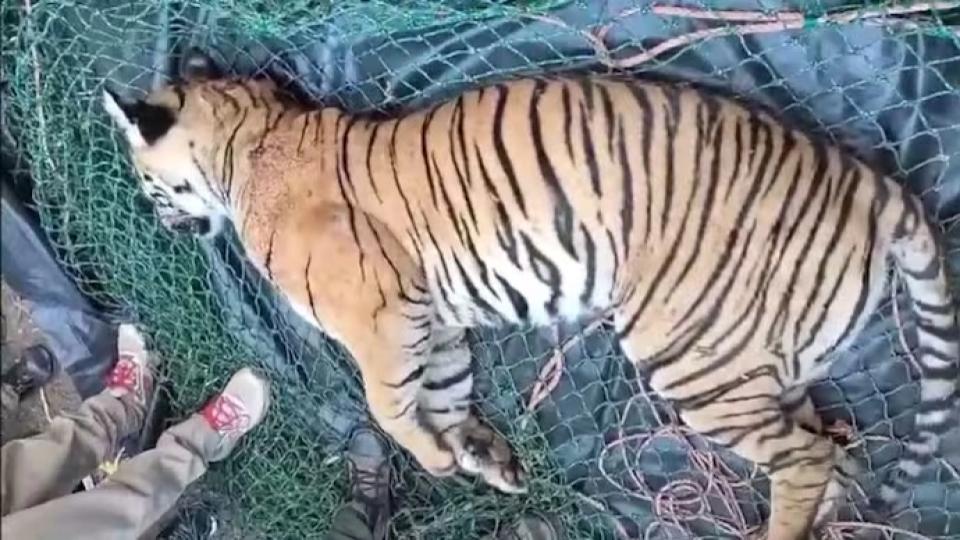 Tiger shot dead during tranquilising mission in Kerala