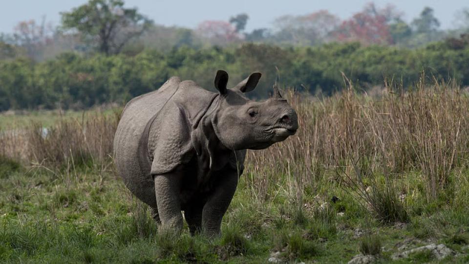 Rhino kills 56-year-old man in Assam