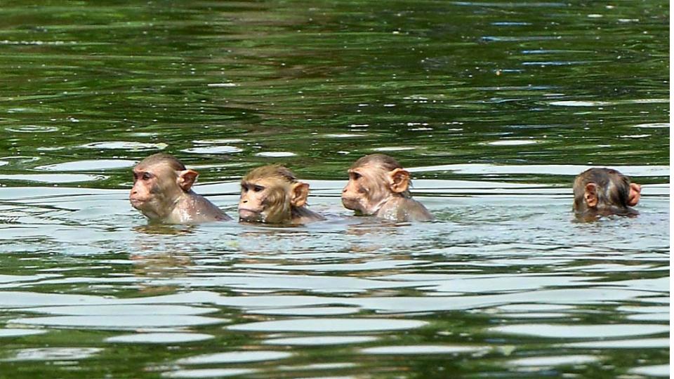 32wildmonkeysdrowninirrigationwellinbidtoquenchthirstinjharkhand