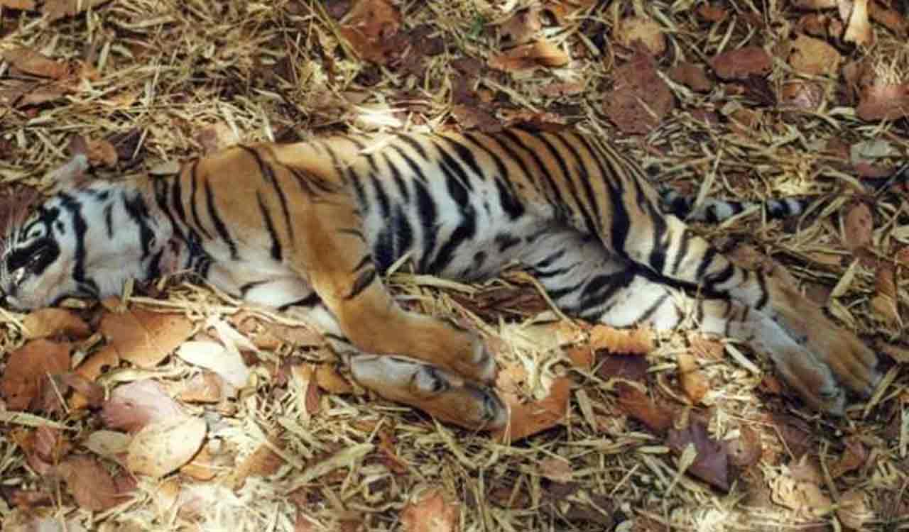 Three tigers found dead in Wayanad, Kerala