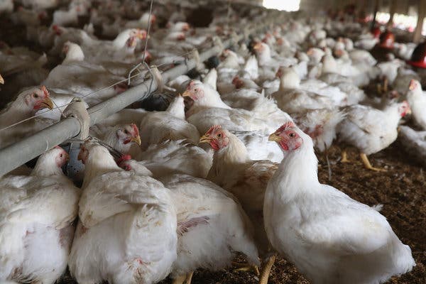 Avian Influenza So Far Confirmed In Nine States For Poultry Birds 