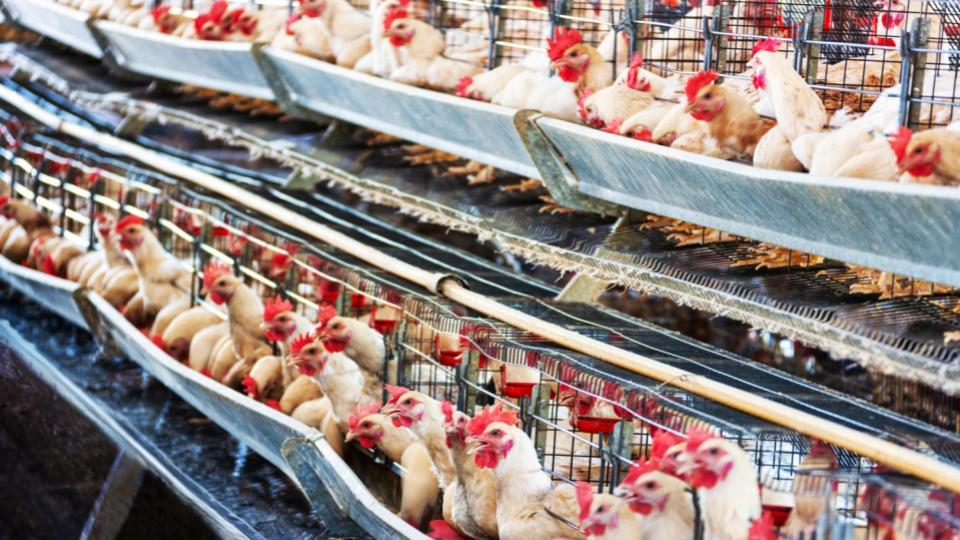 Andhra Pradesh govt bans transport of chickens from bird flu-hit districts