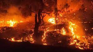 Massive fire breaks out in Gandhi Sagar Wildlife Sanctuary in MP