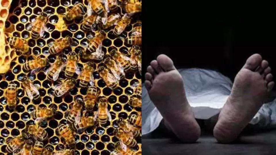 77-year-old man dies in bee attack in Tamil Nadu