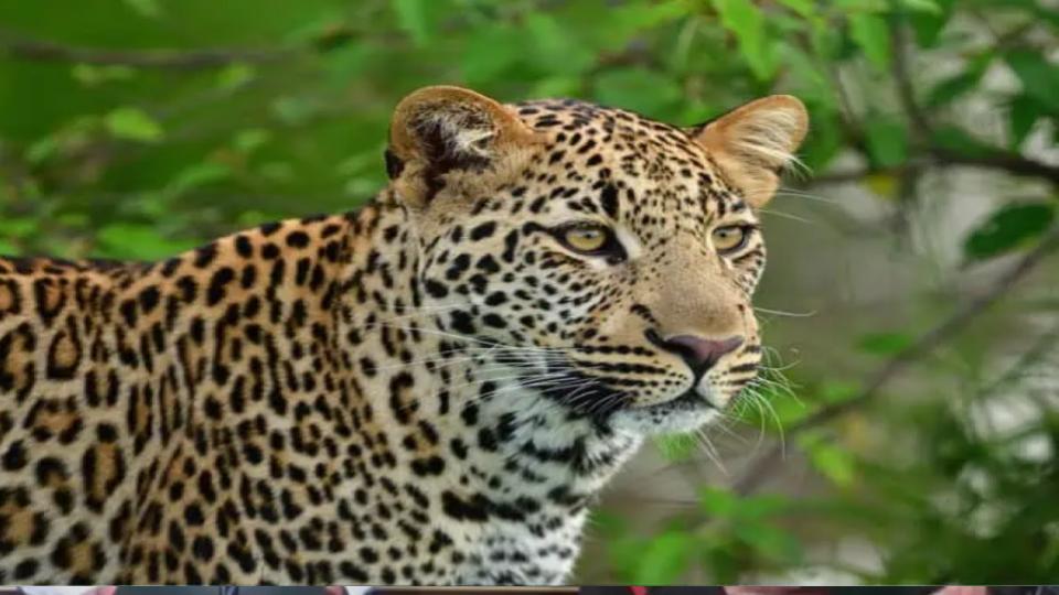 leopardspottednearsrisailaminandhrapradesh