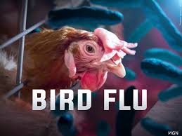 Bird flu outbreak in Bihar