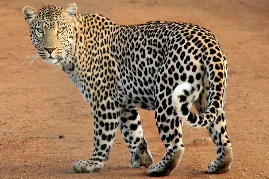 First-Ever Leopard Census in Odisha Finds 696 Leopards