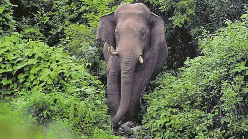 Young farmer trampled to death by Elephant in Tamil Nadu