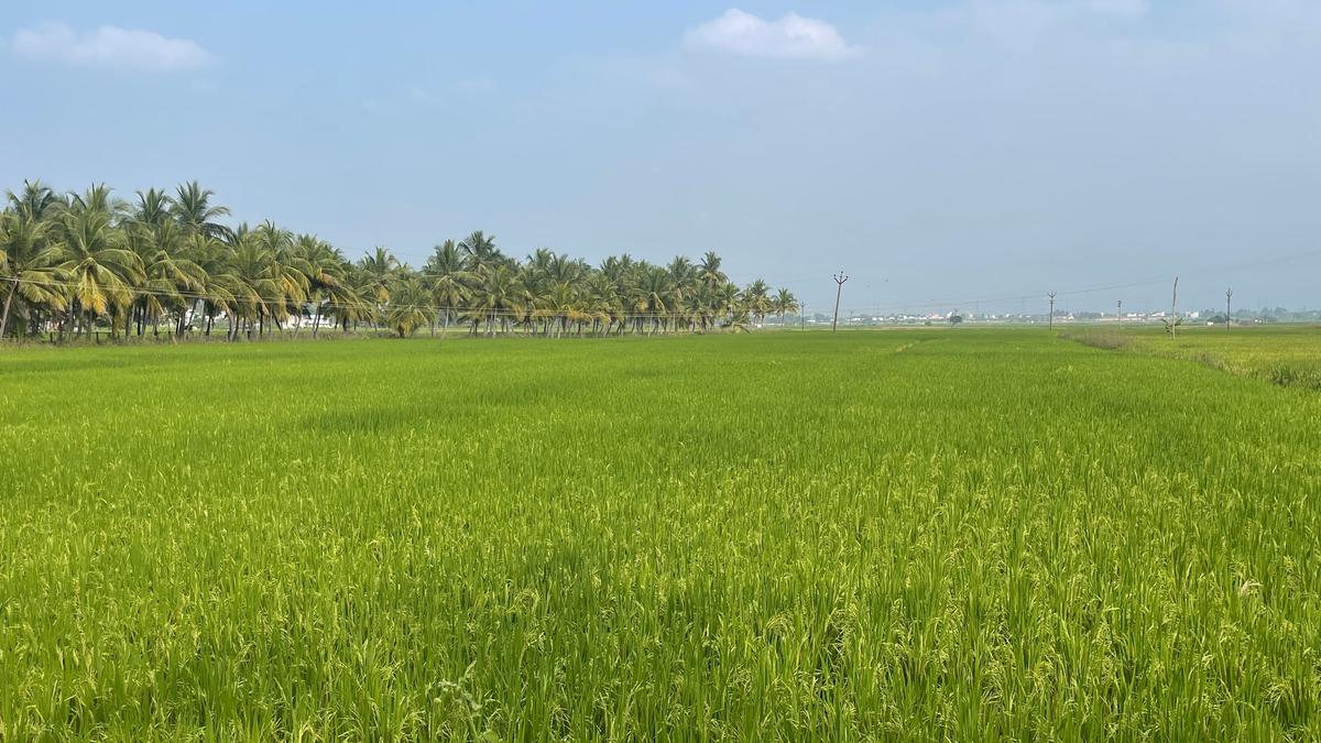 TN govt announces spl package for paddy growers, international exposure visit for farmers