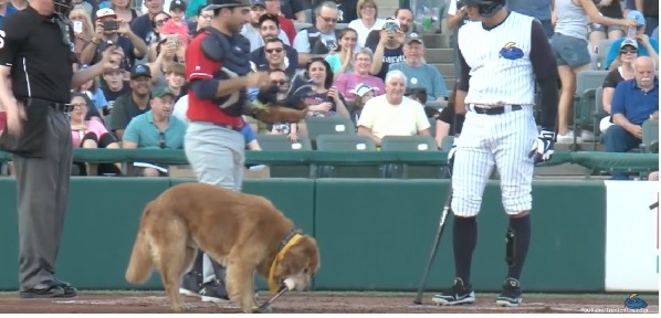 dogstealsthebatandinterruptsthebaseballgame[viralvideo]